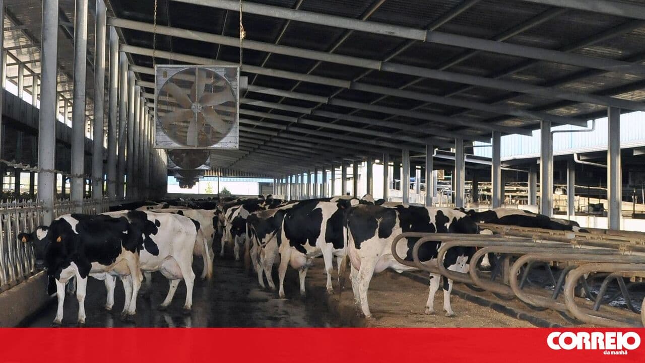 Dairy sector could face "economic disaster" due to rising production costs in the Azores