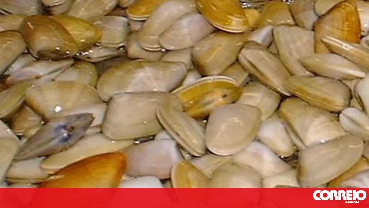 Recreational bivalve fishing prohibited in the international section of the Minho River