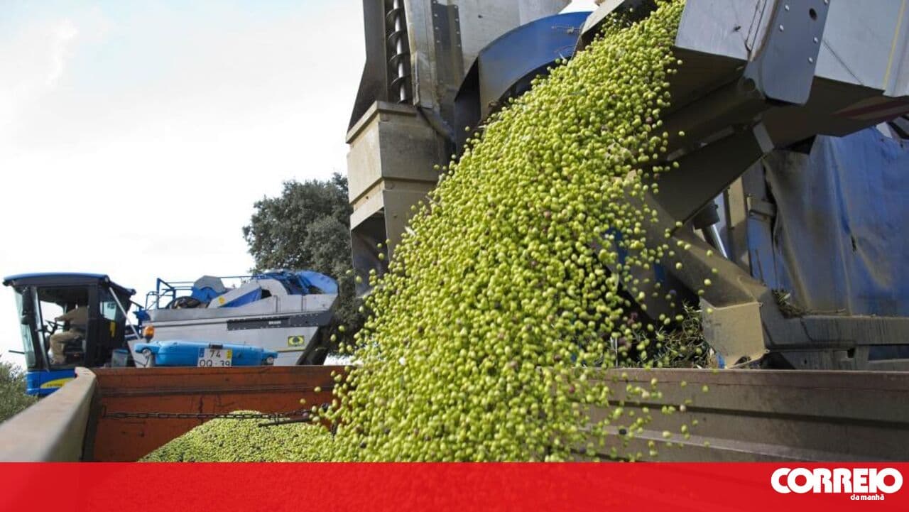 EU–Mercosur agreement removes tariffs on Portuguese olive oil and wine