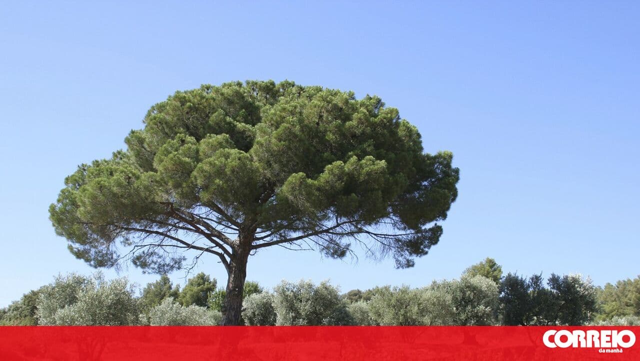 Quercus criticises the felling of stone pines near the Albufeira Lagoon in Sesimbra