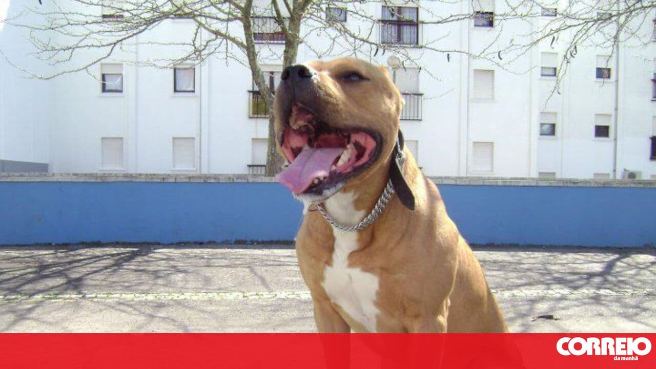 Man loses ear in attack by his own 'Pitbull' dog