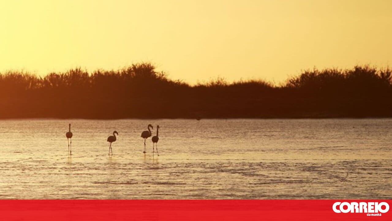 40 more migratory species are now protected by UN convention