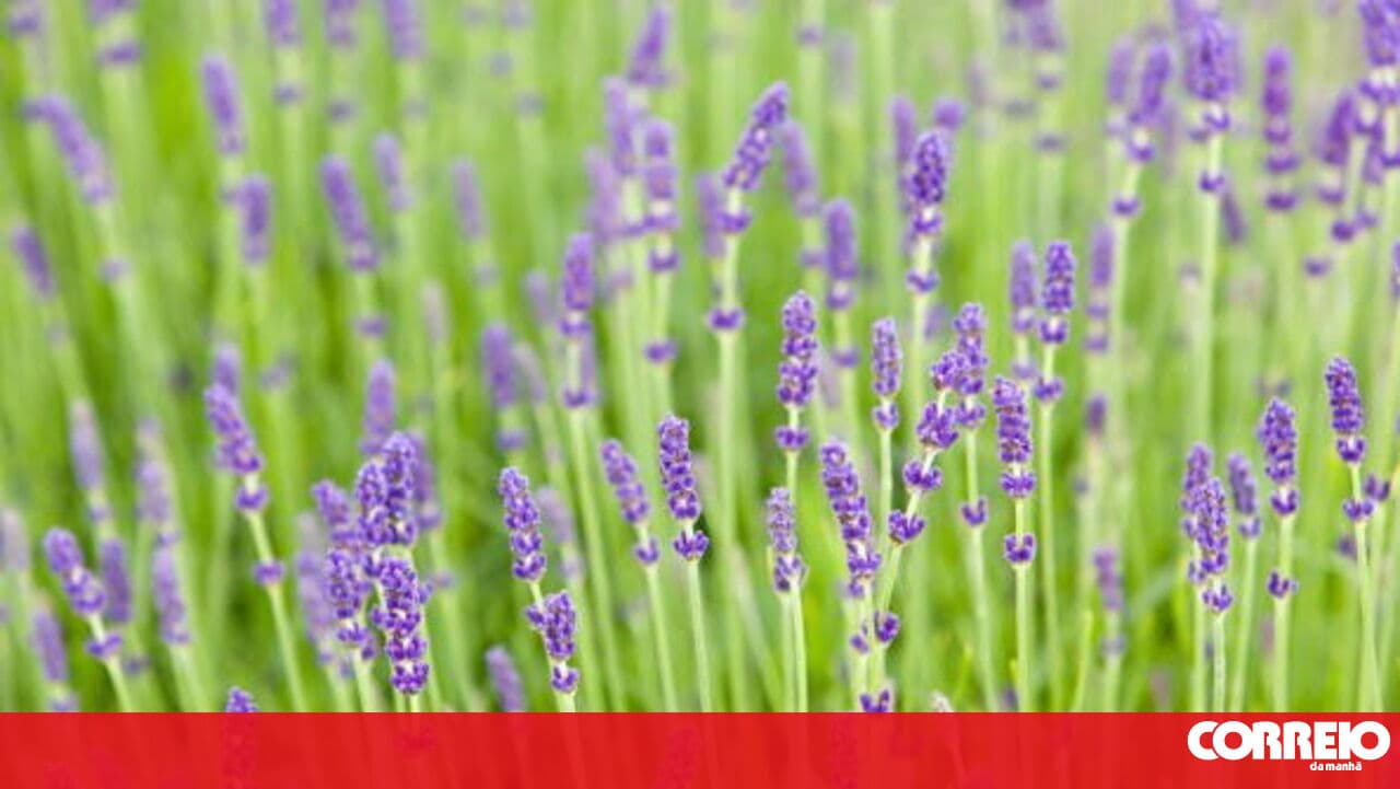 Pollen concentration to be high in the central and southern regions of the country starting tomorrow