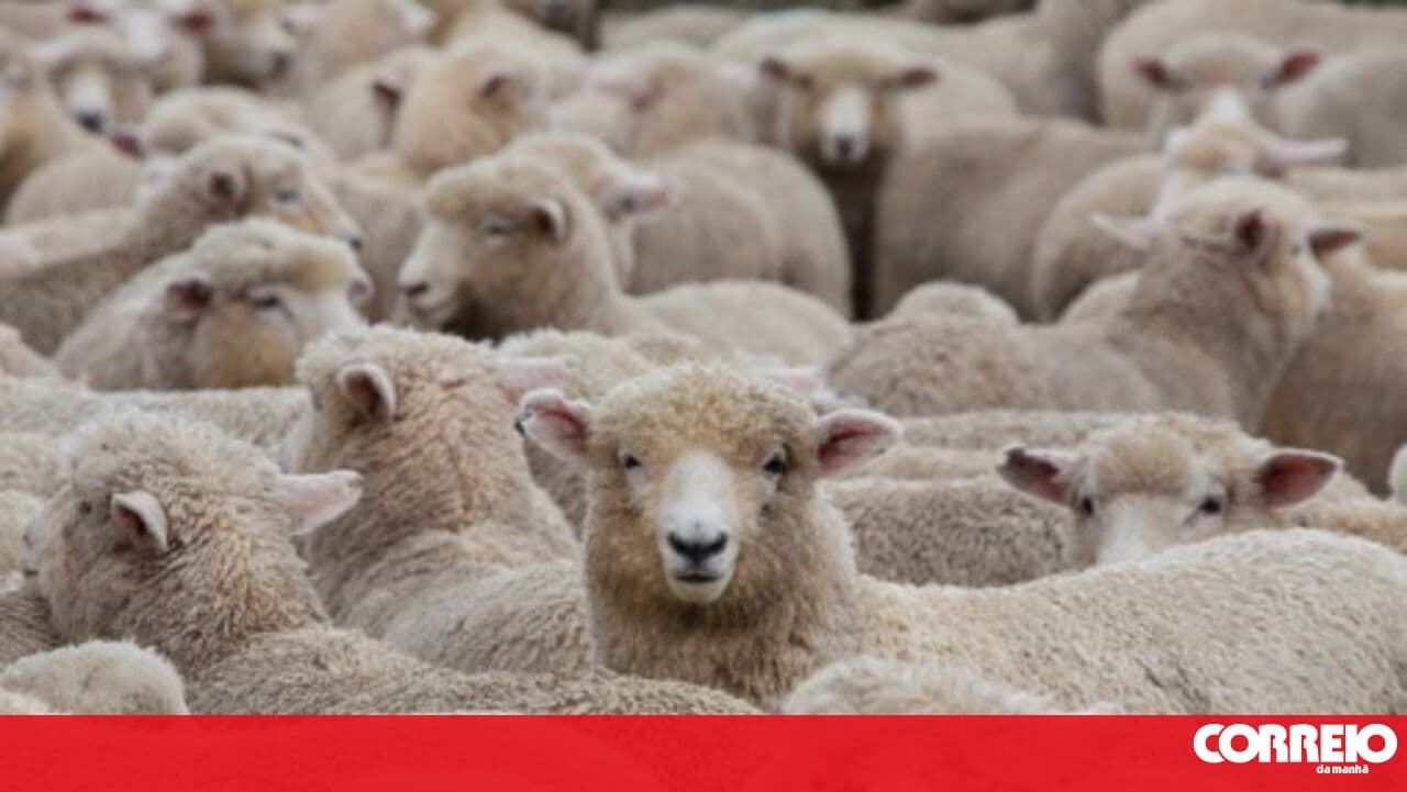 Wolf attack kills 46 sheep in the municipality of Miranda do Douro