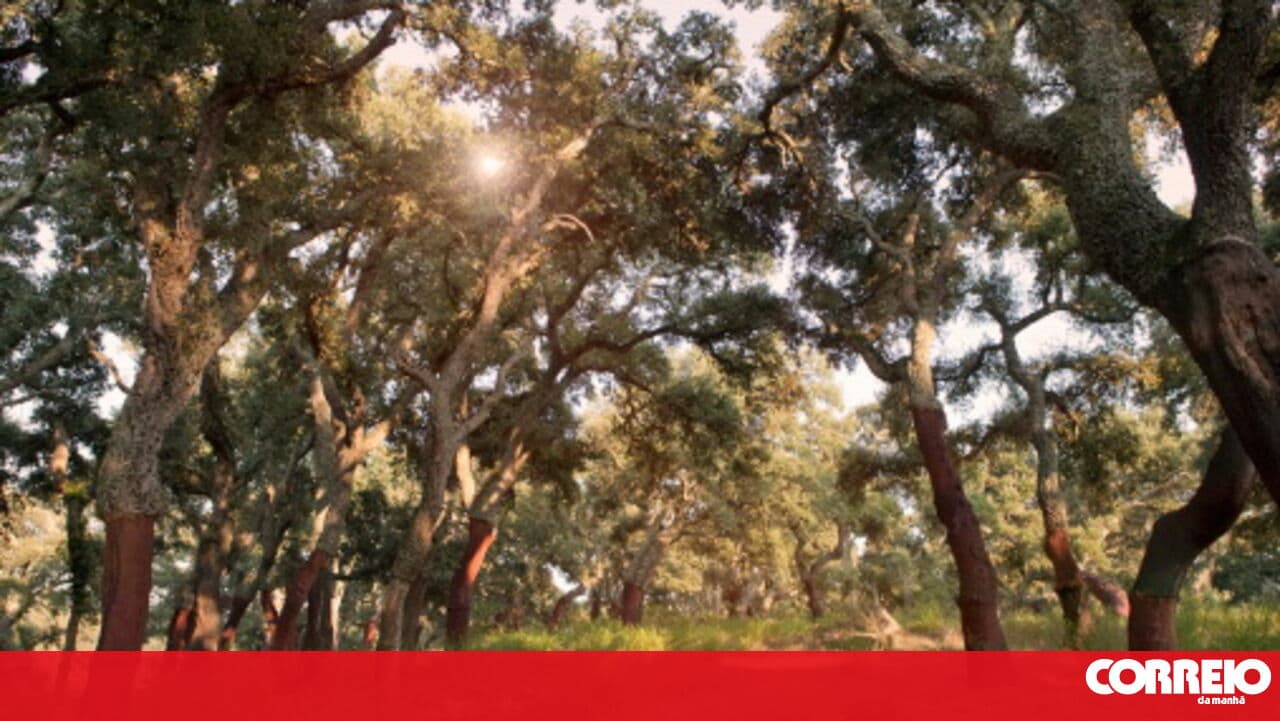 More than seven thousand trees planted through initiative promoting book purchases