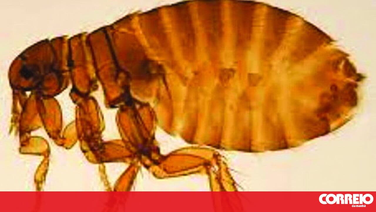 Problem with no end in sight: Residents live surrounded by a flea infestation in Águas Santas, Maia