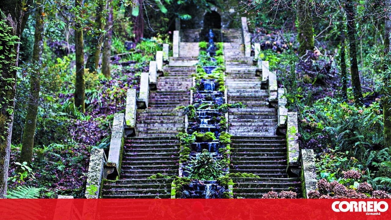 Foundation wants Bussaco to be an international benchmark for nature conservation