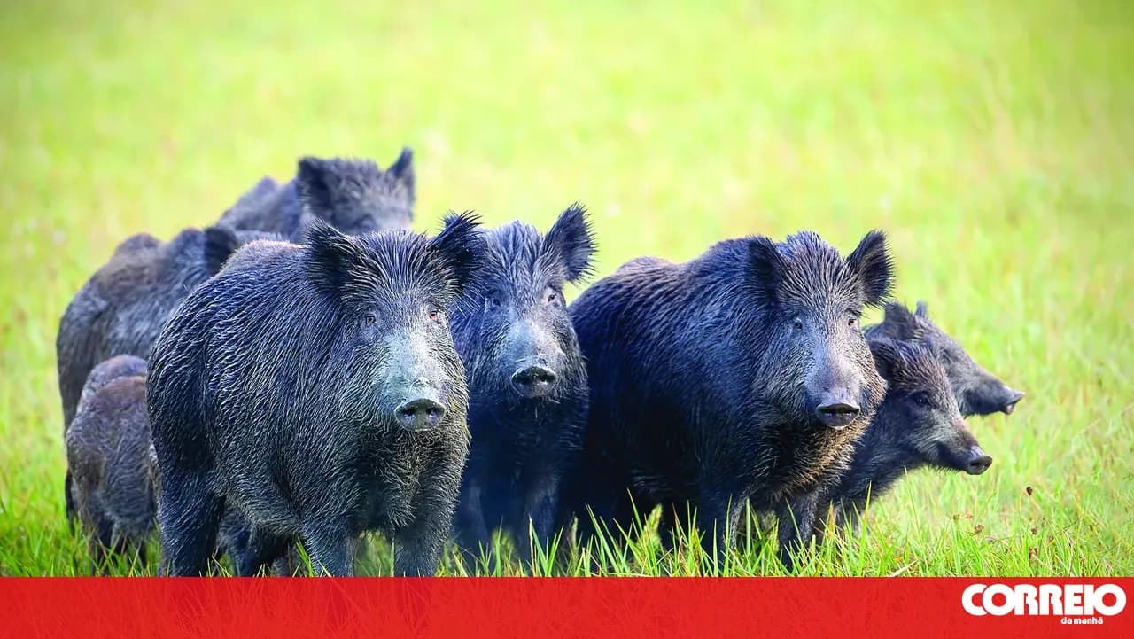 Government launches pilot project for wild boar control with 500,000 euro budget