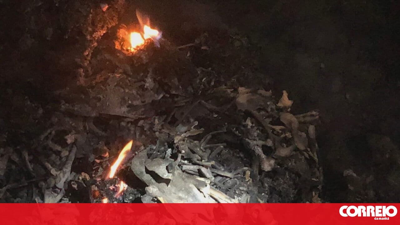 Assistant lawyers in the Santo Tirso dead animals case request convictions