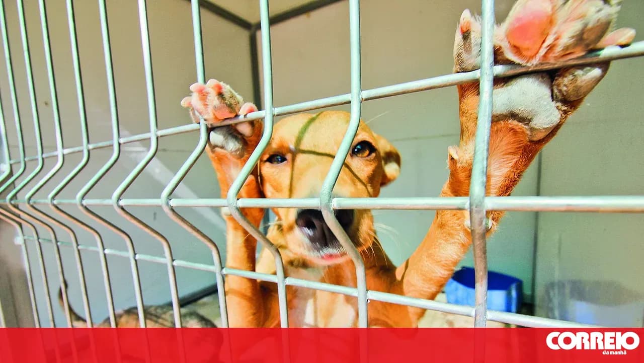 Parliament approves law banning chaining and leaving animals on balconies