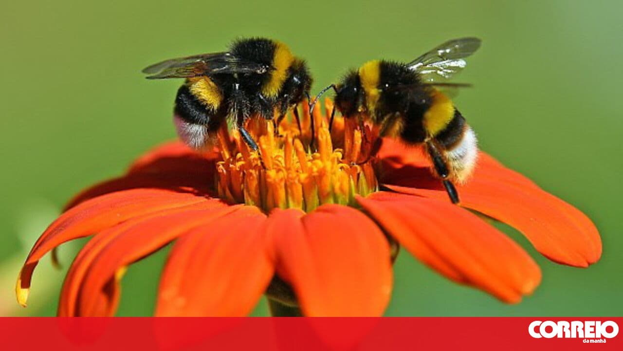 Study identifies bee ecotype in the Azores archipelago