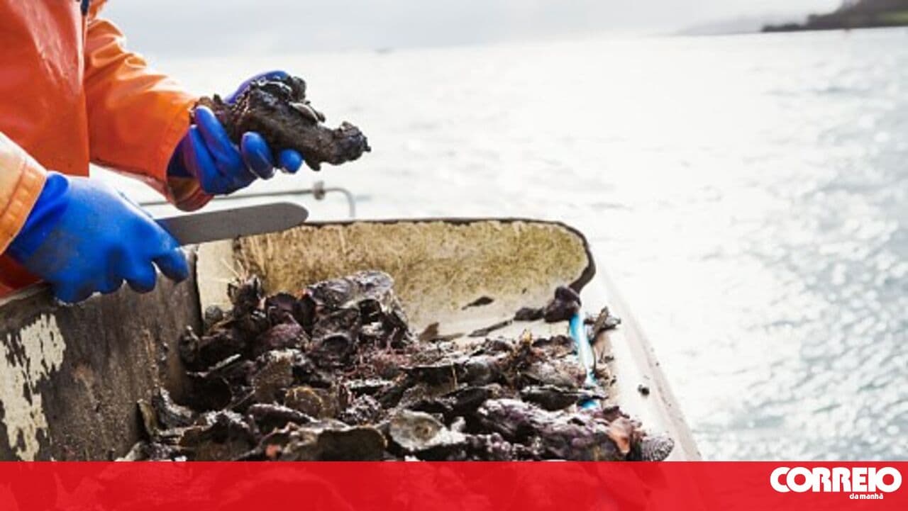 New rules for harvesting bivalves come into force this Monday