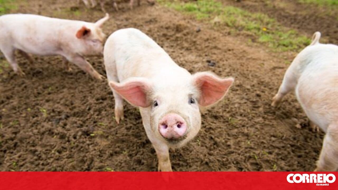 Santarém farm accused of animal abuse keeps pigs but has adopted measures
