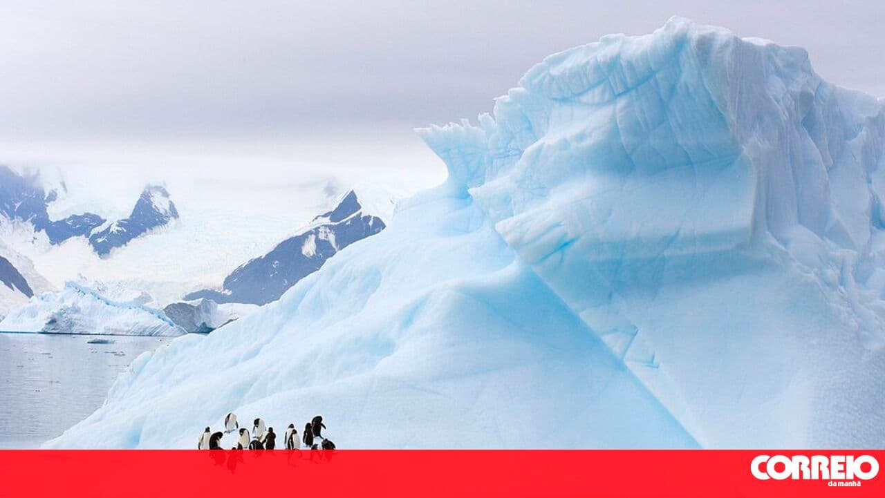 Antarctic penguins are breeding about two weeks earlier due to climate change