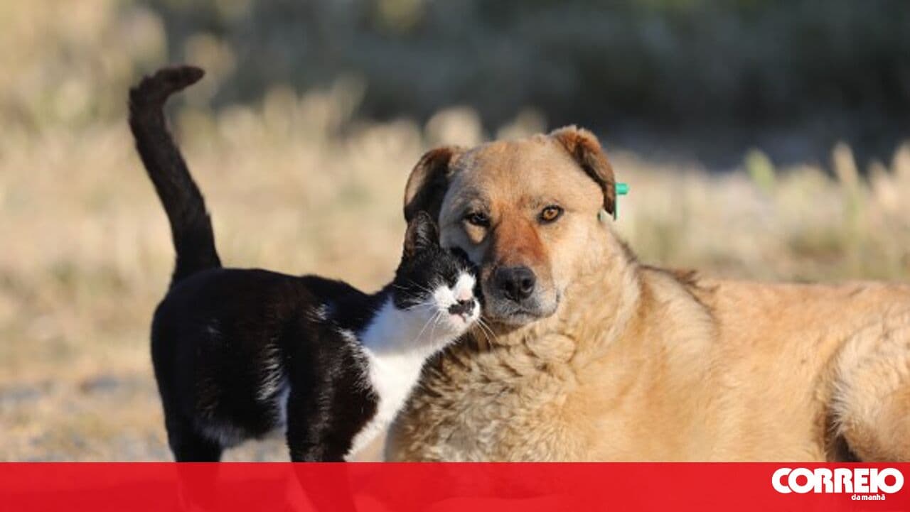 PAN launches platform to map territorial inequalities in animal welfare