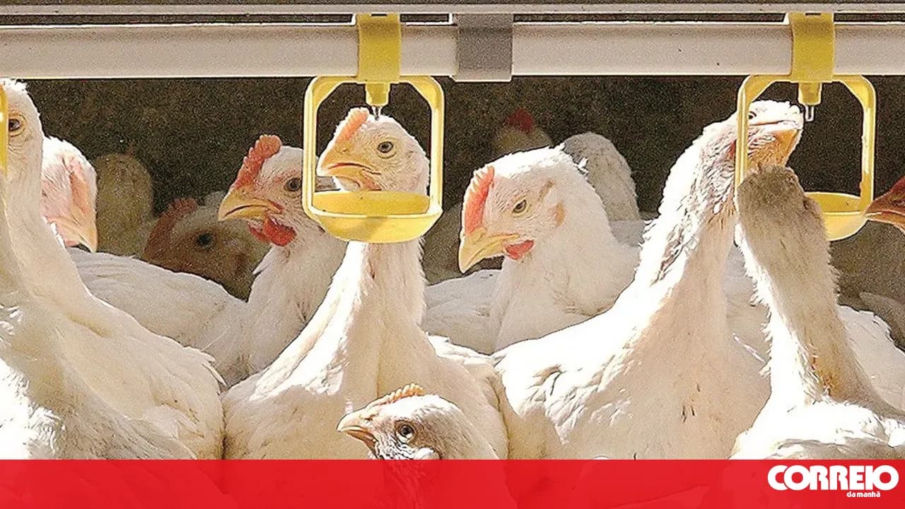 Newcastle disease outbreak detected in Moita. Birds have been culled
