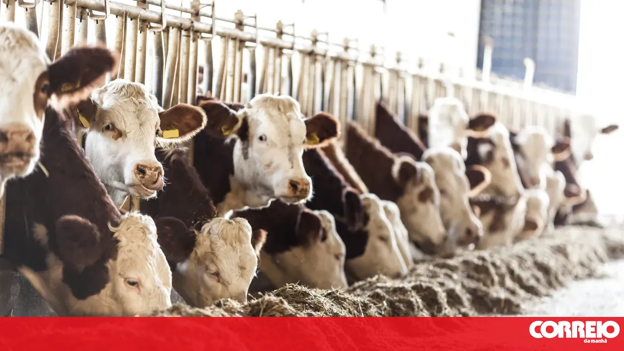 DGAV confirms arrival of virus affecting cattle in the Iberian Peninsula