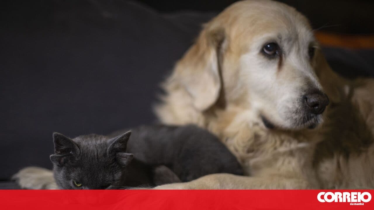 European Union updates rules for pet travel