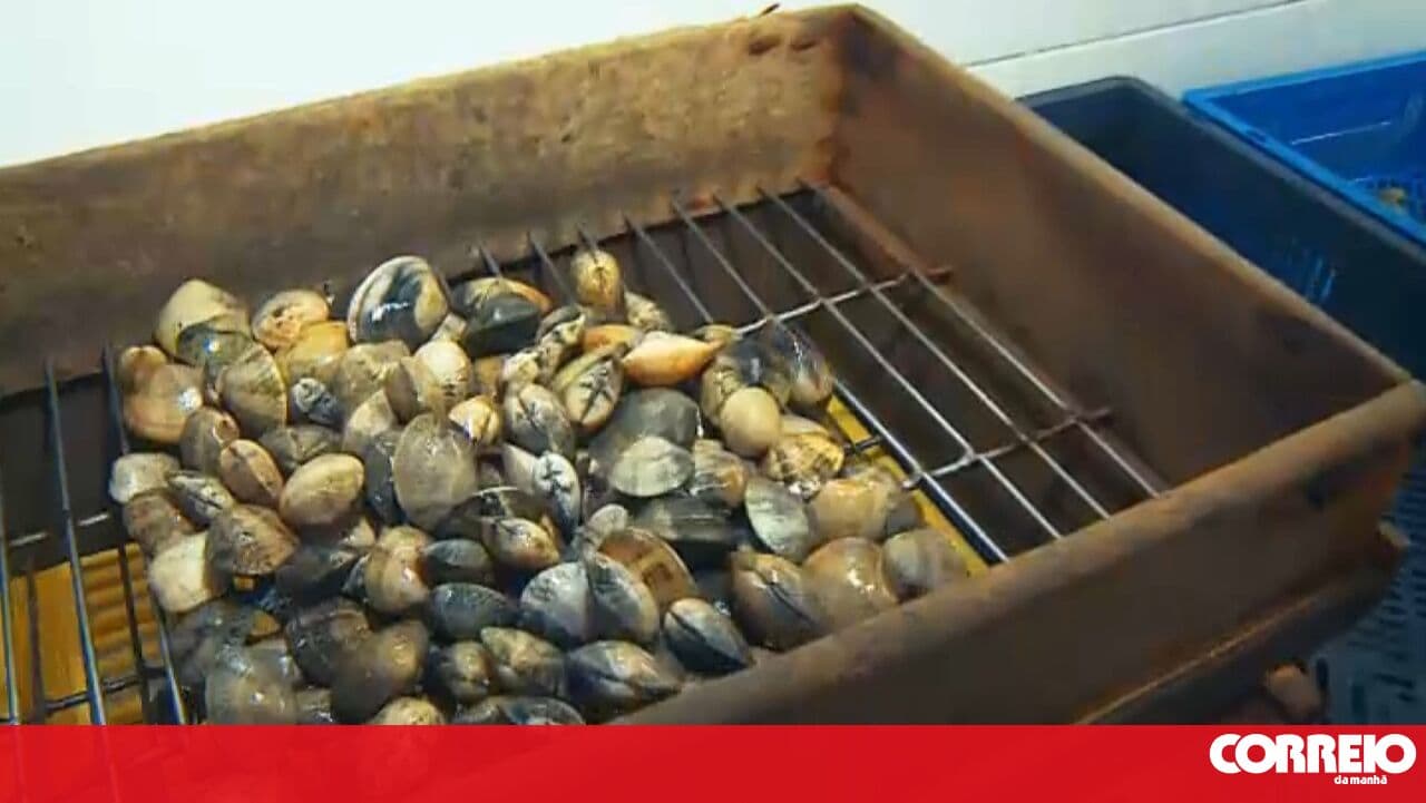 GNR seizes about a tonne of oysters in Ílhavo