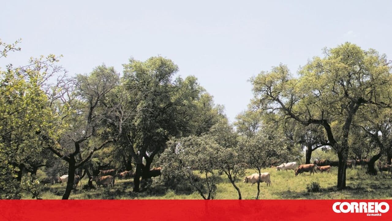 E-Redes on trial for illegal felling of cork oaks in Arouca