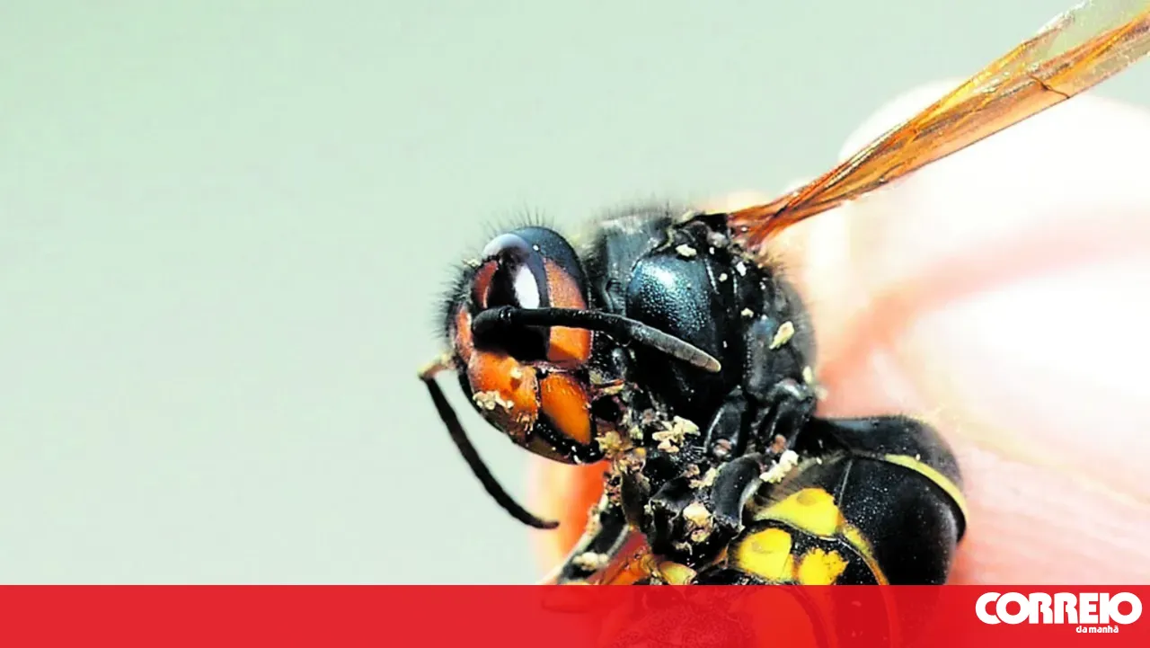 241 Asian hornet nests eliminated in Oliveira do Hospital since the start of the year