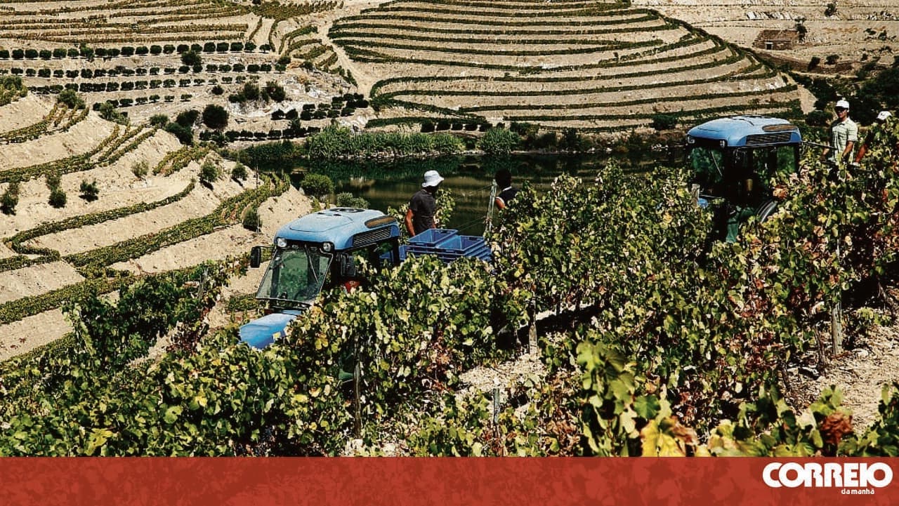 Wine production declined in 2025