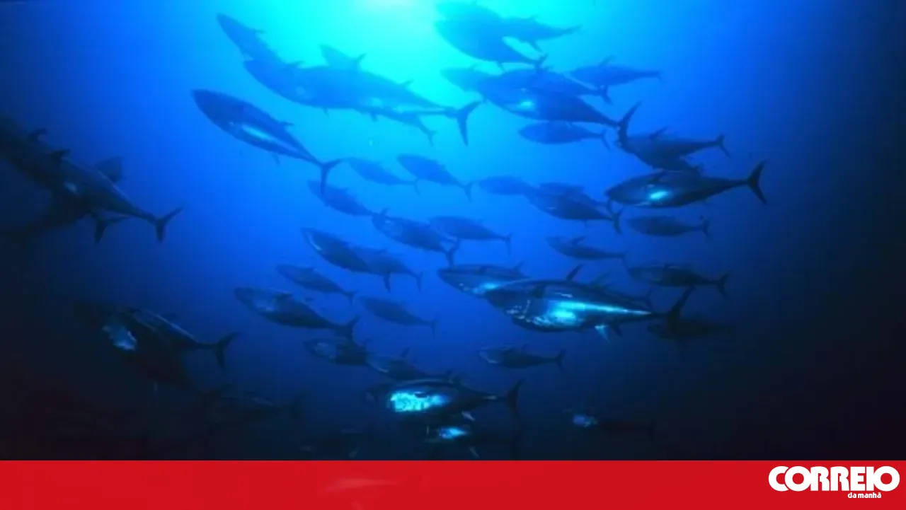 Faial and Pico pay tribute to the Azorean contribution to tuna fishing