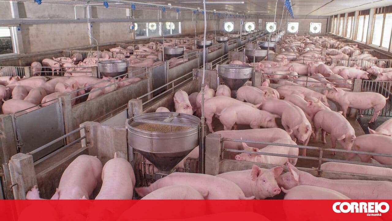 Pig farm fined 350,000 euros and ordered to close temporarily due to illegal discharges