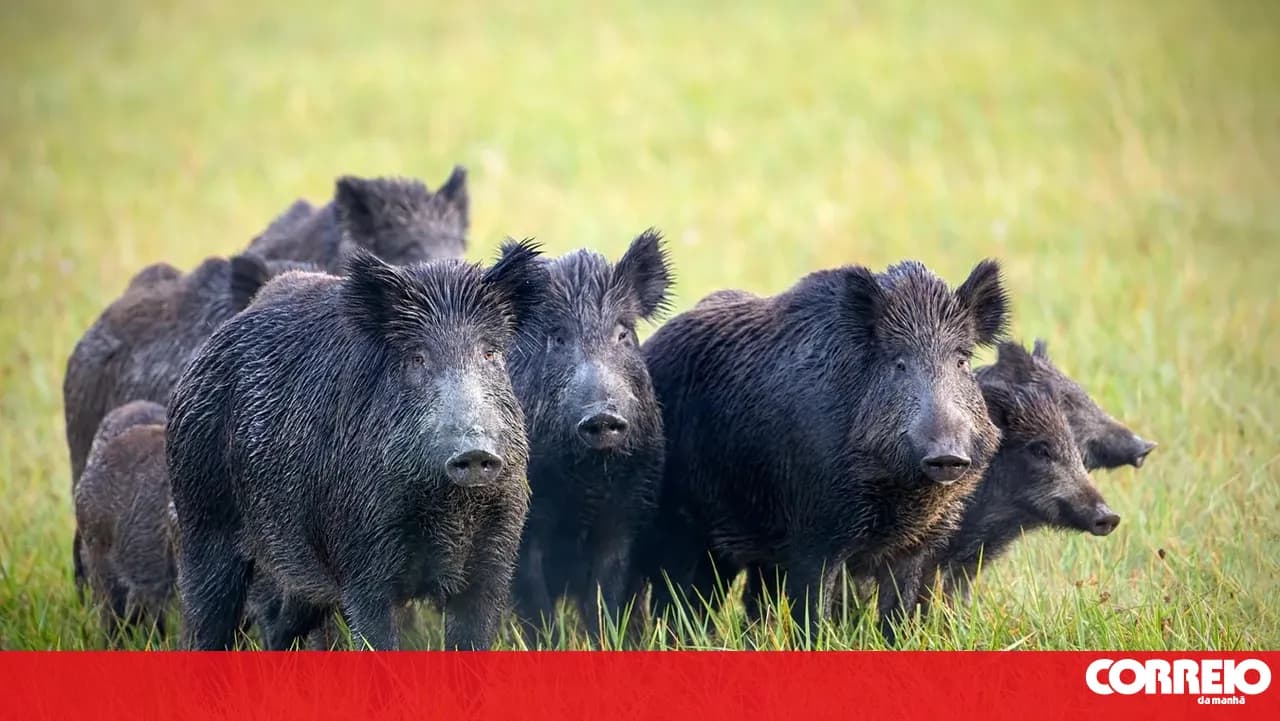 Mação seeks solutions to stop wild boar presence in villages