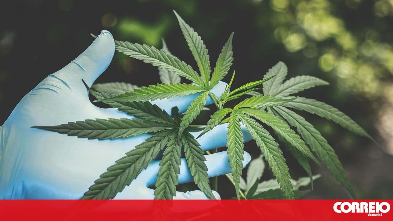 Man sentenced to prison for drug trafficking in Campo Maior