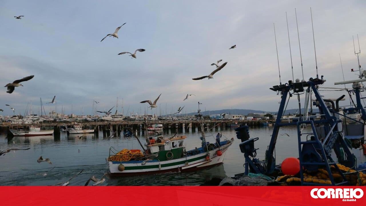 Fishermen say there is no reason for the rise in fish prices and are concerned about the return of sardines