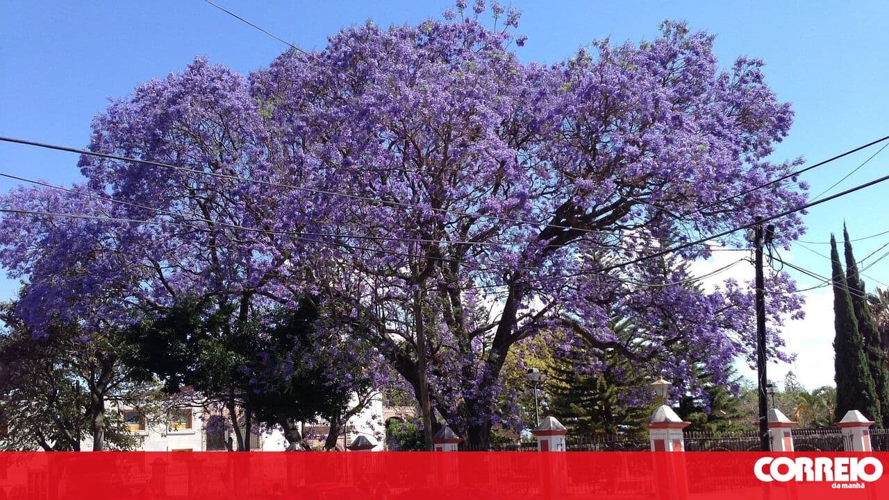 Lisbon Municipal Assembly wants to know the council's decision on the jacaranda trees on Avenida 5 de Outubro