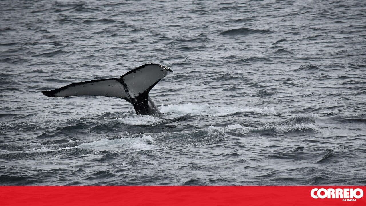 A significant portion of cetacean strandings in the Algarve is linked to fishing