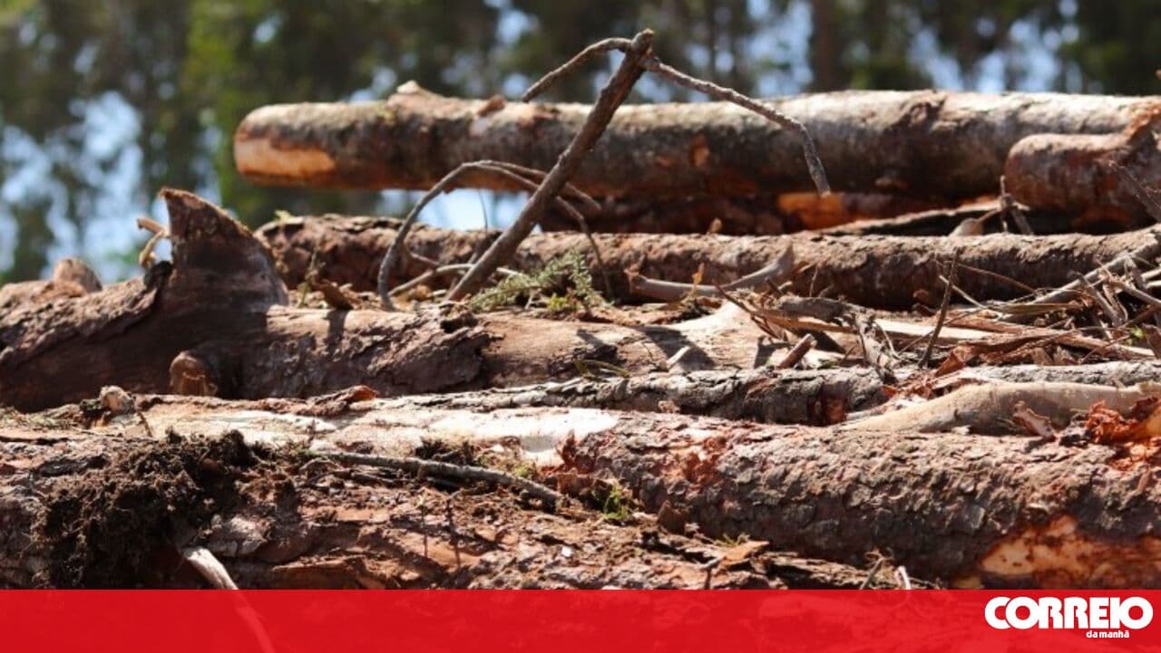 Spaces created to store timber before the wildfire season