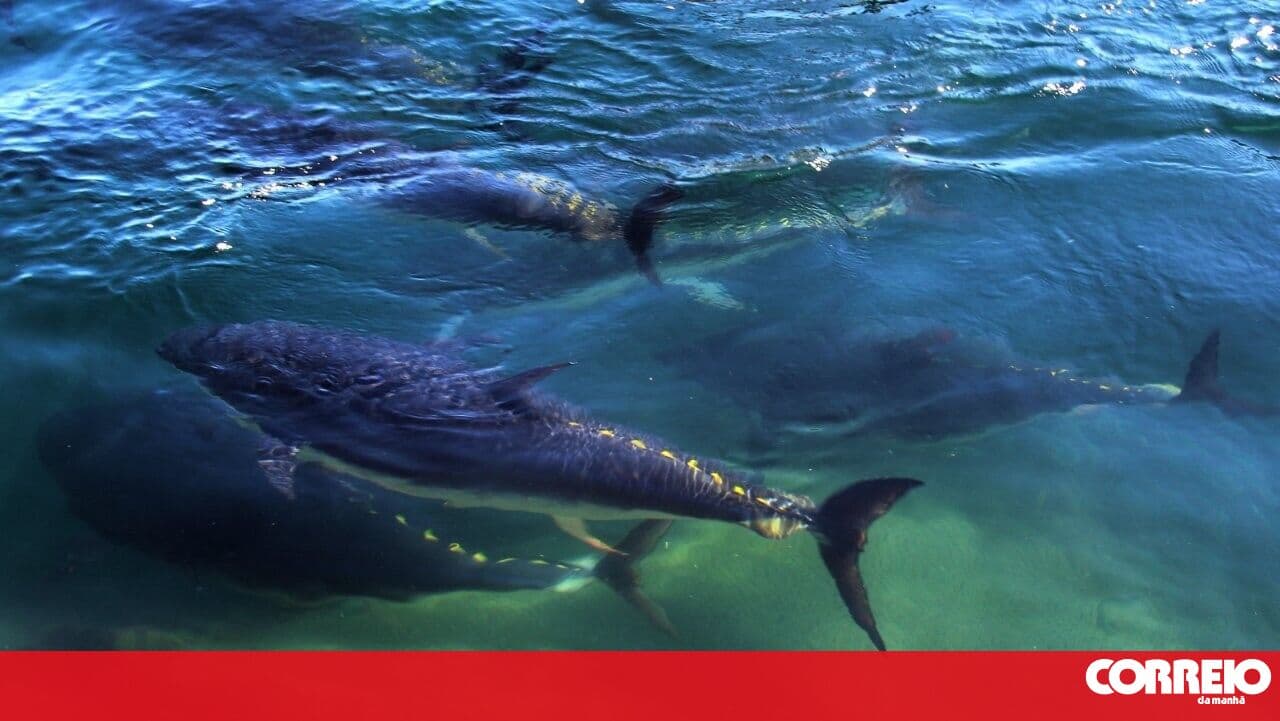 To fish or not to fish tuna in a protected area — the Azores' decision that will always be controversial