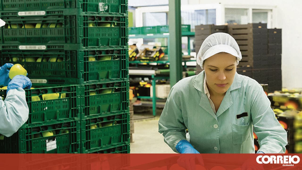 Employment rate in Portugal and eight other OECD countries at record highs at the end of 2025