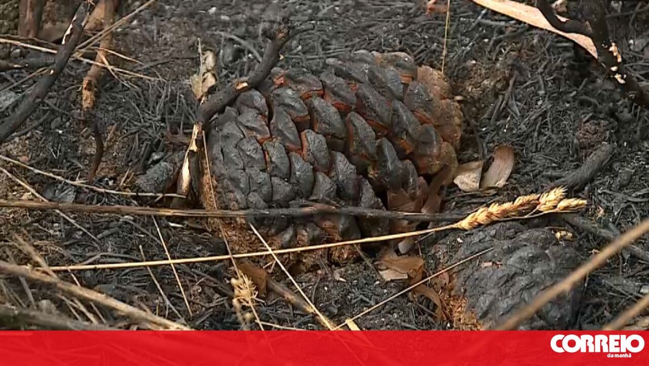 Repeat arsonist denies intentionally starting fire in Águeda