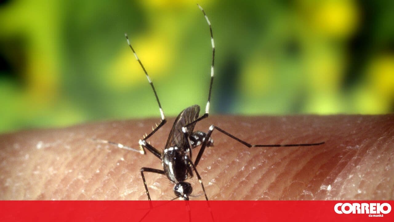 Mosquito that transmits dengue and yellow fever expands its presence to 28 municipalities in the country in 2025