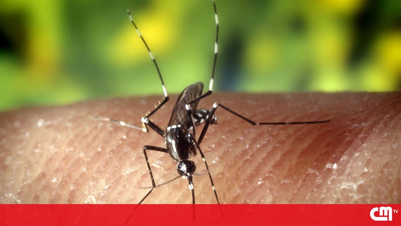 Dengue, Zika and chikungunya mosquitoes see significant increase in Portugal