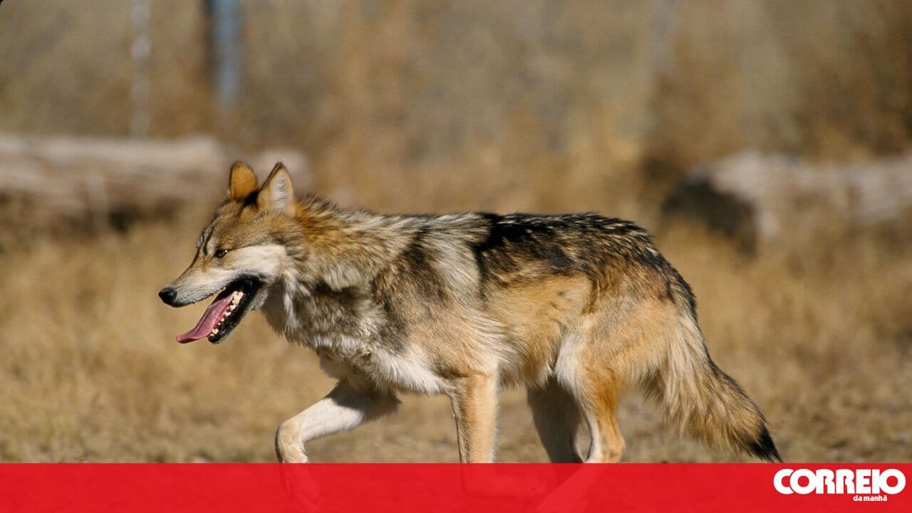 ICNF admits delays in compensation payments for wolf attacks on herds