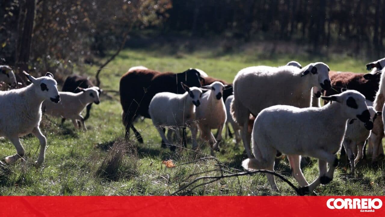 Government advocates for generational renewal of shepherds to increase livestock for brush clearing