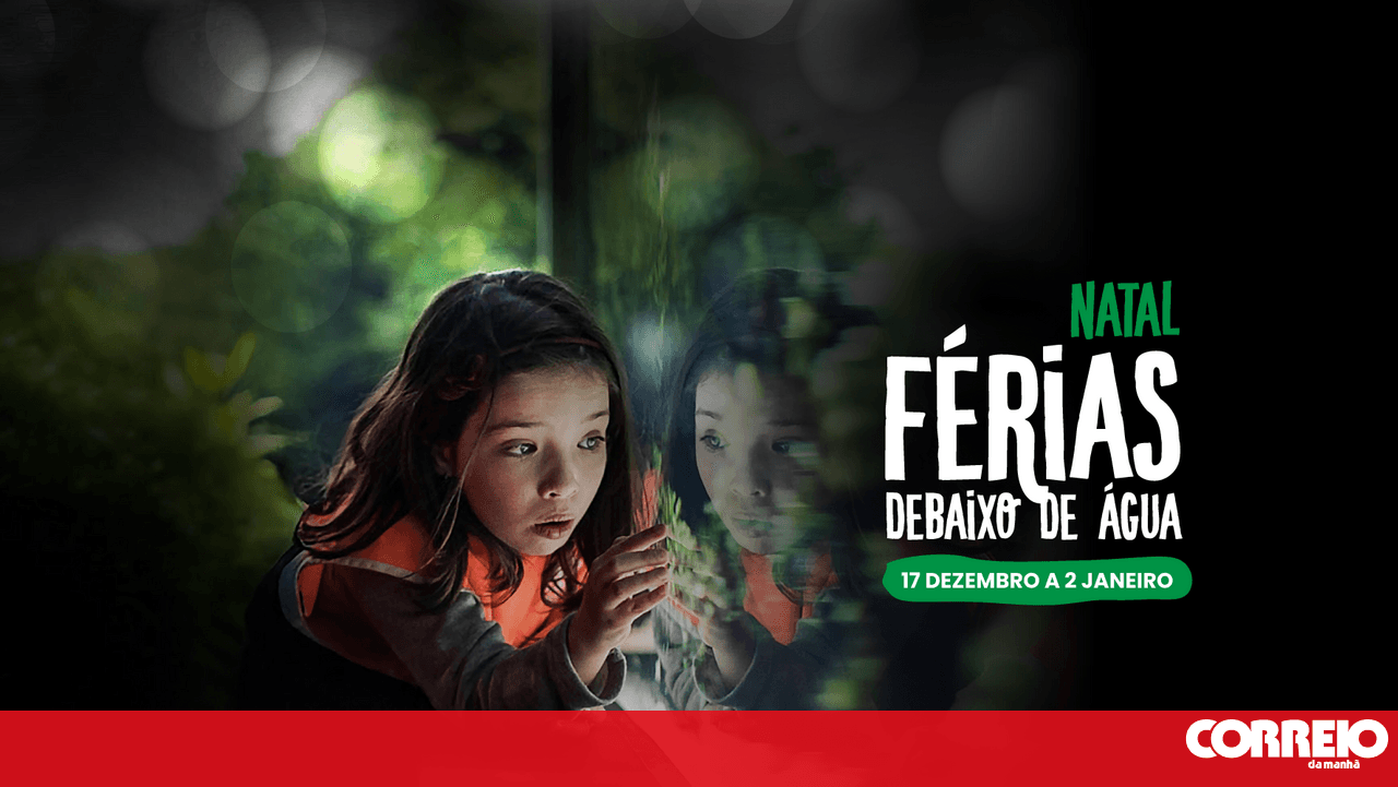 Christmas holidays with a view of the seabed. The Lisbon Oceanarium reopens its doors to young visitors