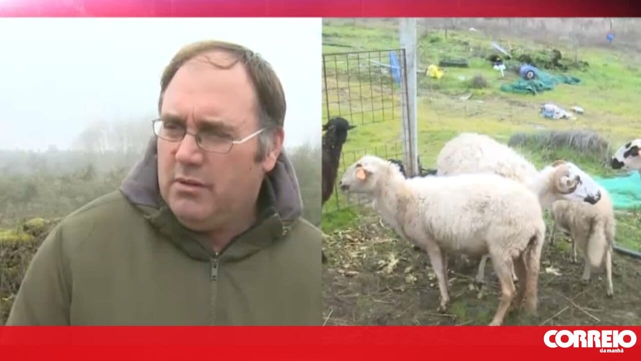 Wolf attack on 14 head of livestock in Vimioso causes losses exceeding €1,000