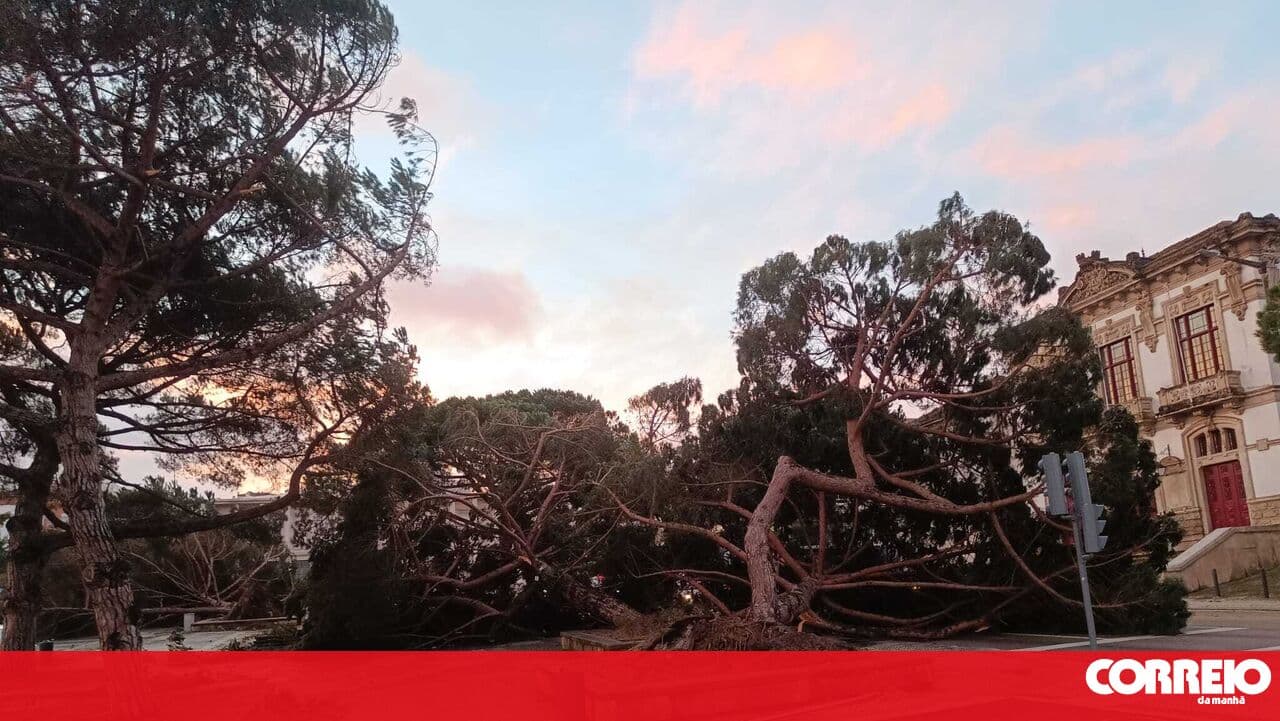 Removal of trees downed by bad weather is a government priority before the fire season