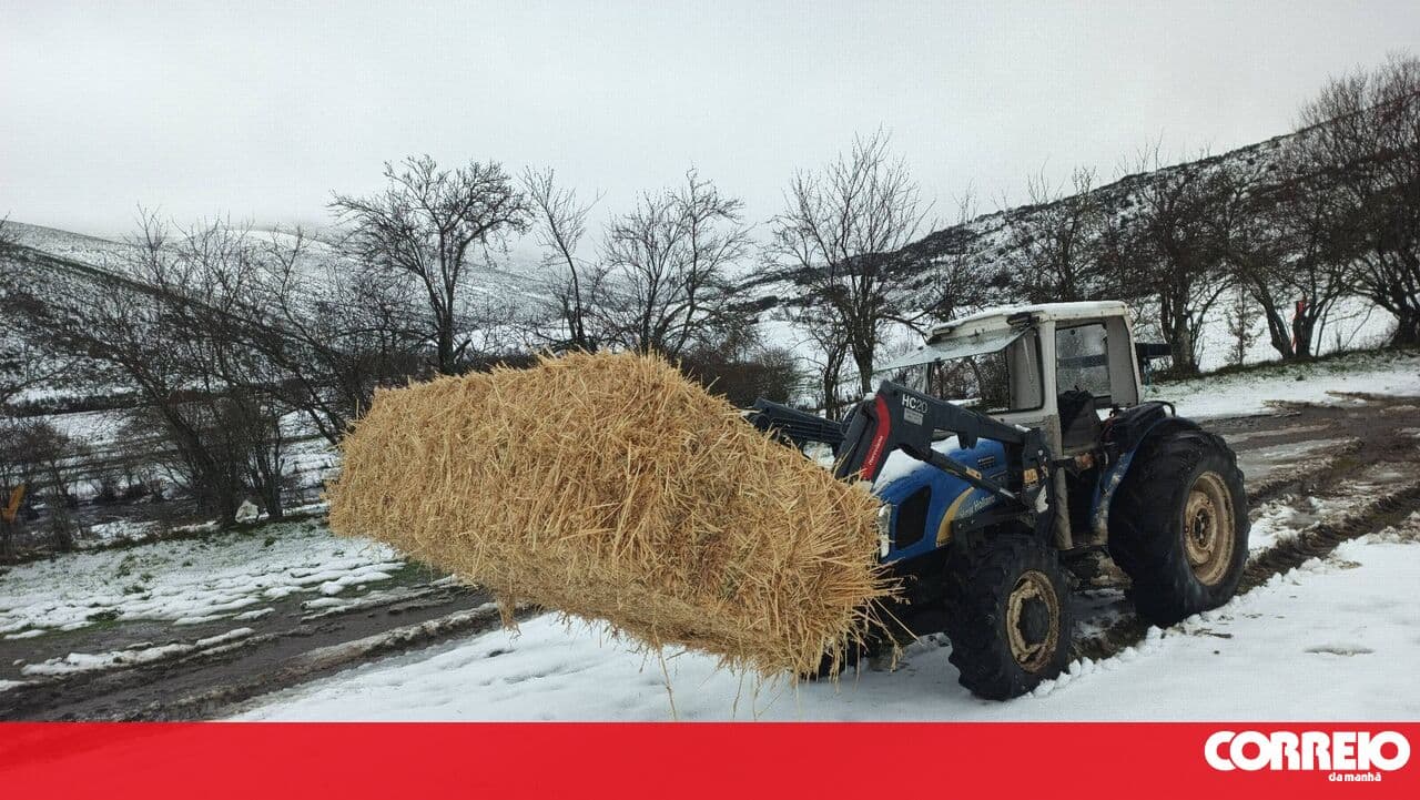 Storm Kristin brought more than rain and wind: northern Portugal was once again blanketed in white