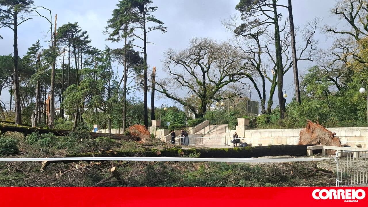 Fátima Sanctuary begins planting new trees in the precinct destroyed by bad weather