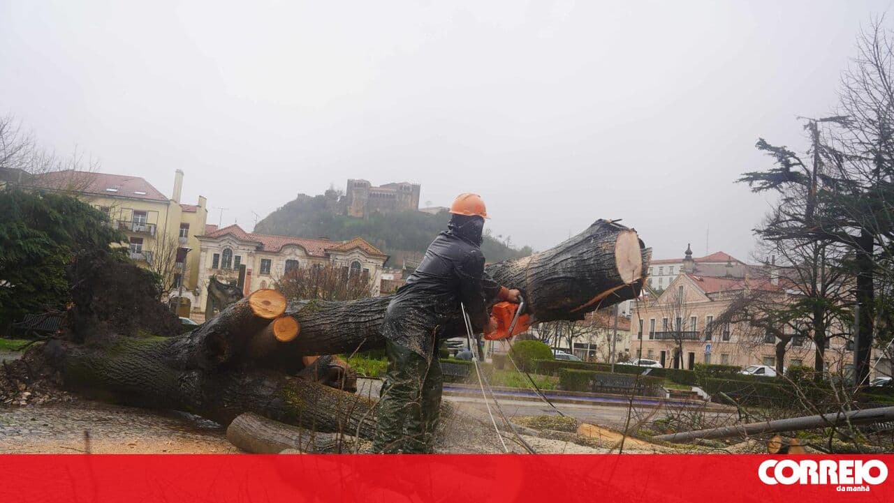 Leiria National Forest to sell trees felled by storm Kristin at public auction and create a memorial