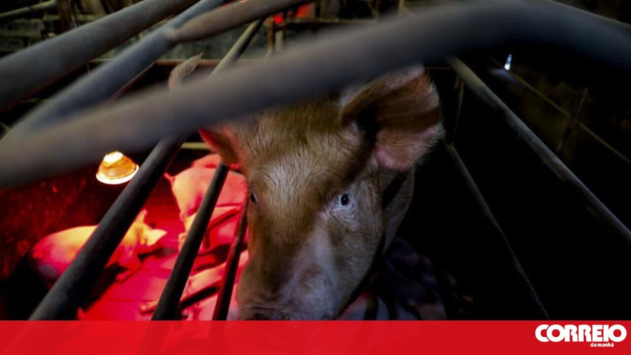 Livestock sector calls for a "robust preventive response" against disease affecting cattle