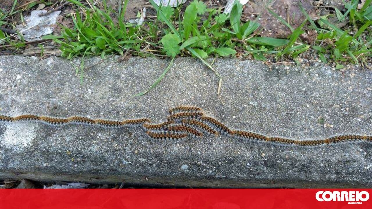 Pine processionary caterpillar causes more severe infections in spring