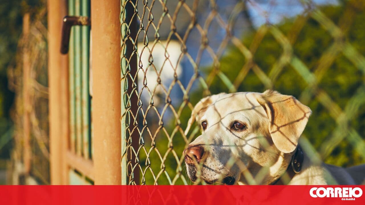 Scam alert! Criminals use the name of the Benavente CRO to extort pet owners